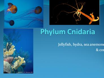 Phylum Cnidaria