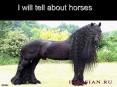 I will tell about horses PowerPoint PPT Presentation