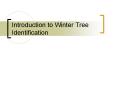 Introduction to Winter Tree Identification PowerPoint PPT Presentation