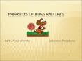 parasites%20of%20dogs%20and%20cats PowerPoint PPT Presentation