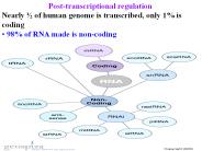 Post-transcriptional%20regulation