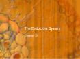The Endocrine System PowerPoint PPT Presentation