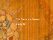 The Endocrine System