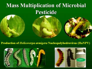 Mass%20Multiplication%20of%20Microbial%20Pesticide