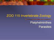 ZOO 115 Invertebrate Zoology