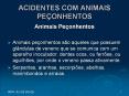 ACIDENTES%20COM%20ANIMAIS%20PE PowerPoint PPT Presentation