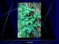 The Pathophysiology of Poisonous Plant Intoxication PowerPoint PPT Presentation