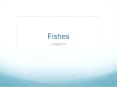 Fishes PowerPoint PPT Presentation