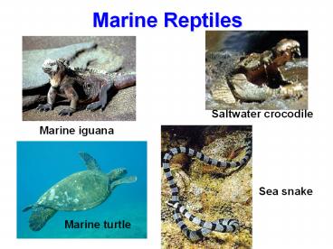 Marine turtle