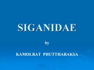 SIGANIDAE