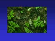 Interspecific%20Competition%20I.