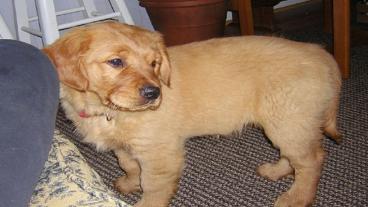 Adopting An Older Golden Retriever