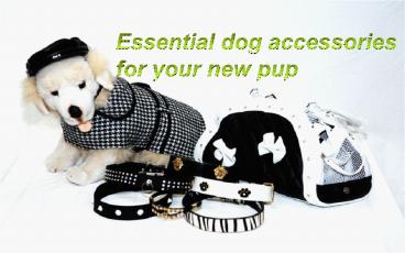 Essential dog accessories for your new pup