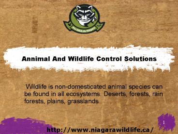 Wildlife Removal & Animal Control Services