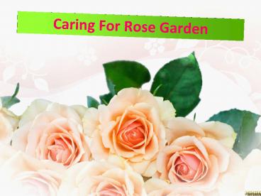 Caring For Rose Garden – Plants Galore Online