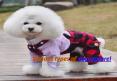 Various types of dog apparel PowerPoint PPT Presentation