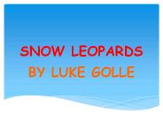Snow Leopards