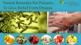Natural Remedies For Parasites To Give Relief From Disease PowerPoint PPT Presentation