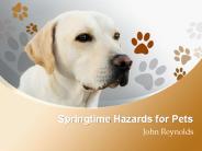 Springtime Hazards for Pets