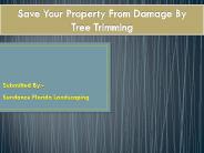 Save Your Property From Damage By Tree Trimming