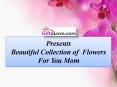 Beautiful Collection of  Flowers  For You Mom