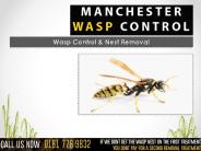 Manchester Wasp Control