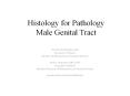 Histology for Pathology Male Genital Tract PowerPoint PPT Presentation