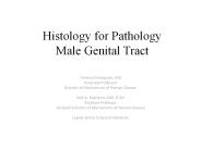 Histology for Pathology Male Genital Tract