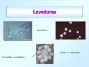 Leveduras