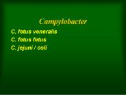 ??????????%20%20%20%20%20Campylobacter