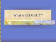 What is ECOLOGY? PowerPoint PPT Presentation