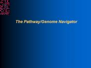 The Pathway/Genome Navigator