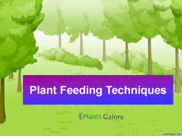 Plant Feeding Techniques - PlantGalore UK