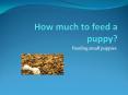 How much to feed a puppy? Feeding small puppies PowerPoint PPT Presentation