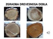 ZGRADBA DREVESNEGA DEBLA (1)