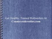 Get Healthy, Trained Rottweilers At Countrysiderotties.com (2)