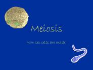 Meiosis
