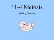 Meiosis