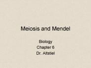 Meiosis and Mendel