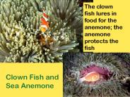 Clown Fish and Sea Anemone