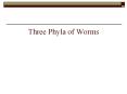Three Phyla of Worms PowerPoint PPT Presentation
