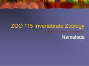 ZOO 115 Invertebrate Zoology