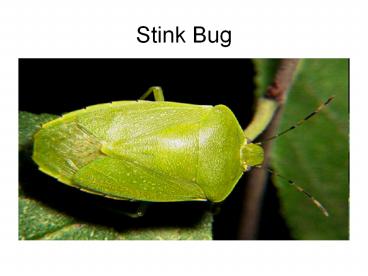 Stink Bug
