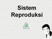 Sistem Reproduksi