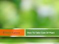 How To Take Care Of Plant - Plants Galore Online UK PowerPoint PPT Presentation