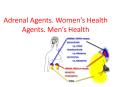 Adrenal Agents. Women PowerPoint PPT Presentation