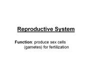 Reproductive System