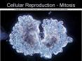 Cellular Reproduction - Mitosis PowerPoint PPT Presentation
