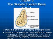 Chapter%206%20The%20Skeletal%20System:Bone%20Tissue