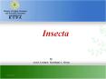 Insecta PowerPoint PPT Presentation